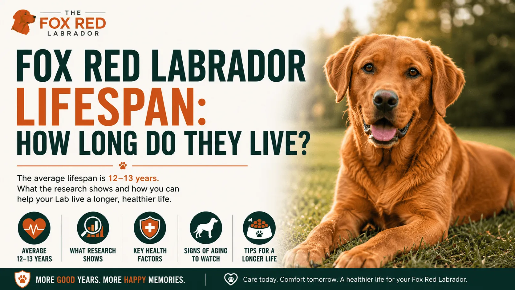 Fox Red Labrador Lifespan: How Long Do They Live?