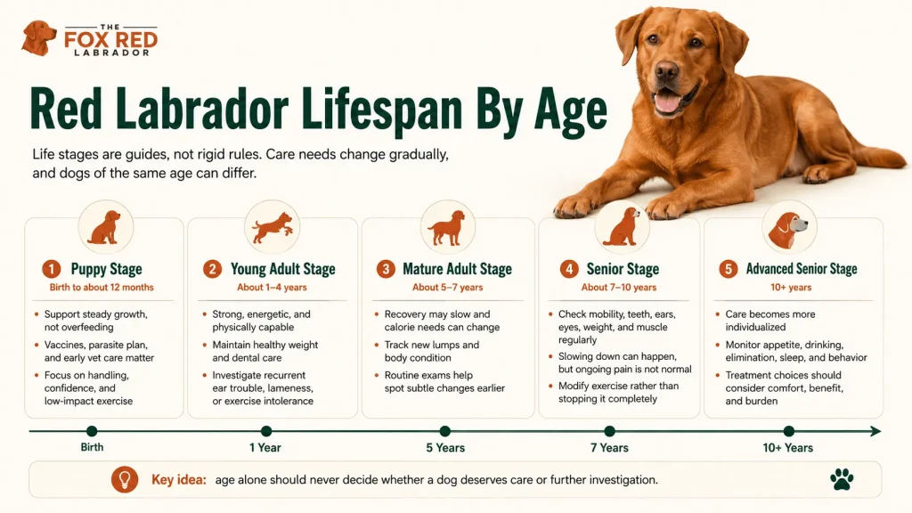Red Labrador Lifespan By Age
