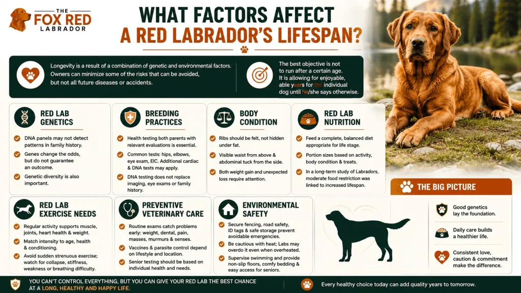 What Factors Affect A Red Labrador’s Lifespan?
