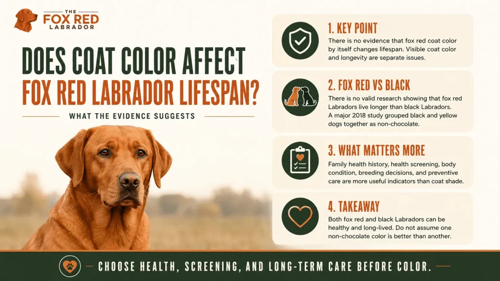 Does Coat Color Affect Fox Red Labrador Lifespan?