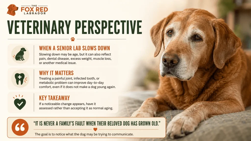 Veterinary Perspective
