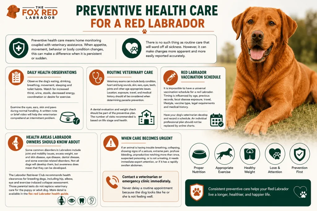 Preventive Health Care For A Red Labrador