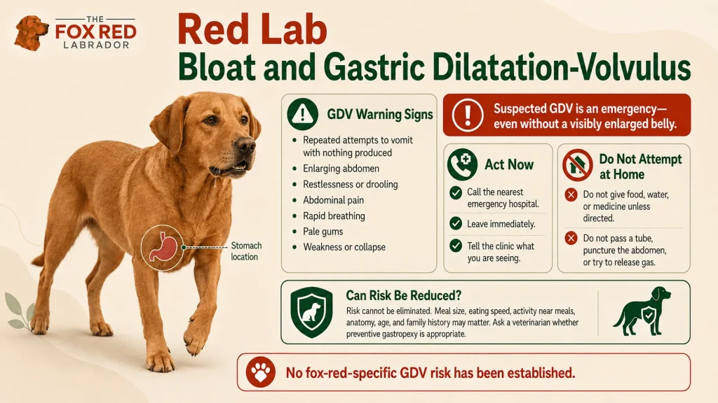 Bloat And Gastric Dilatation-Volvulus