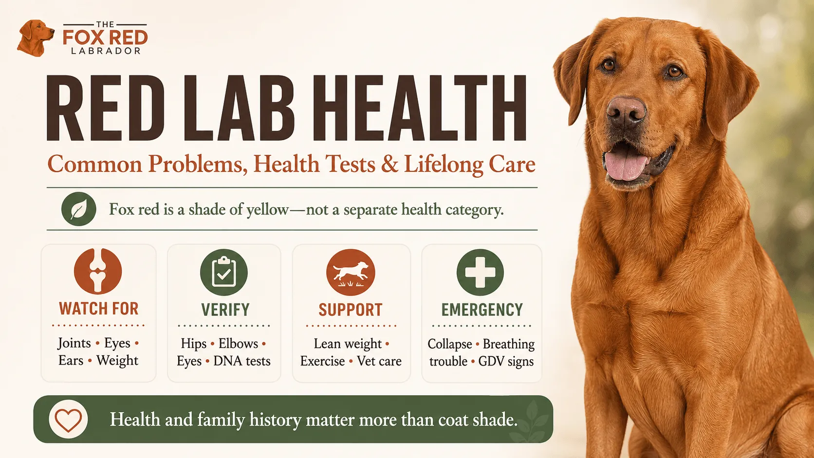Fox Red labrador health: Symptoms, Screening Tests & Preventive Care