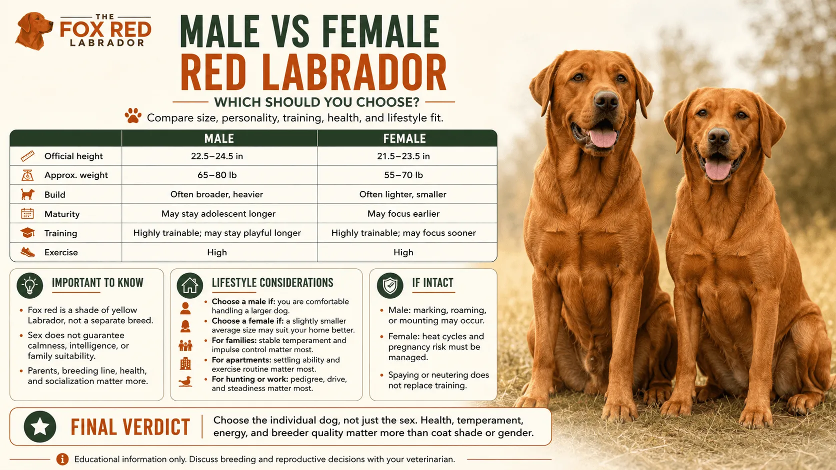 Male Vs Female Red Labrador: Which Should You Choose?