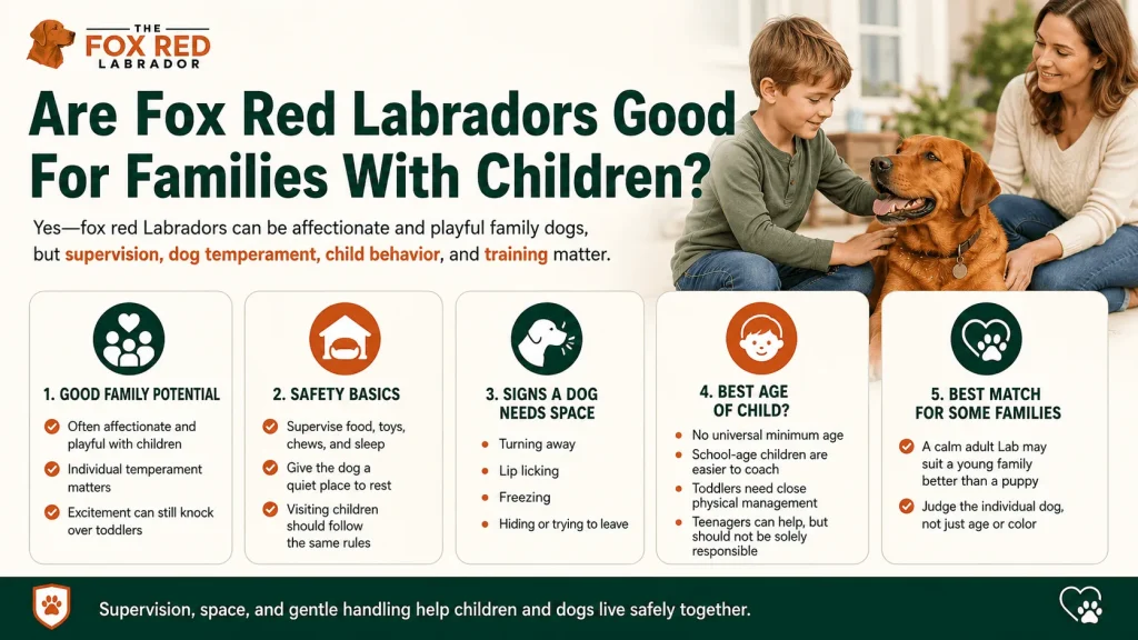 Are Fox Red Labradors Good For Families With Children?