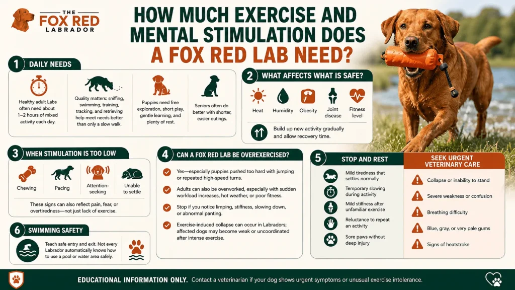 How Much Exercise And Mental Stimulation Does A Fox Red Lab Need?