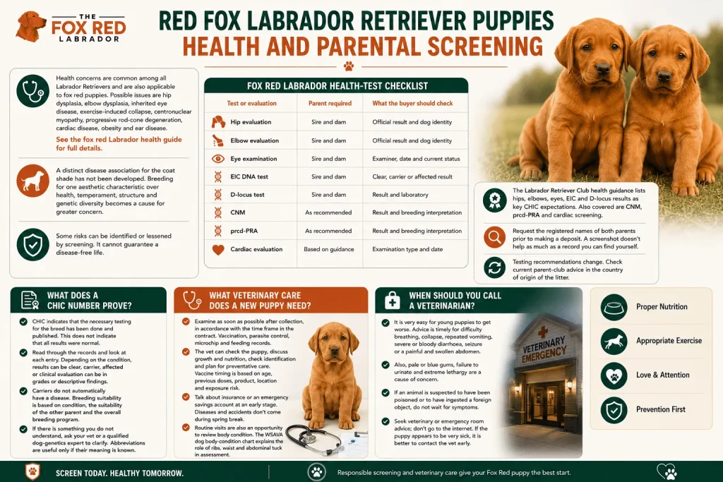 Red Fox Labrador Retriever Puppies Health And Parental Screening