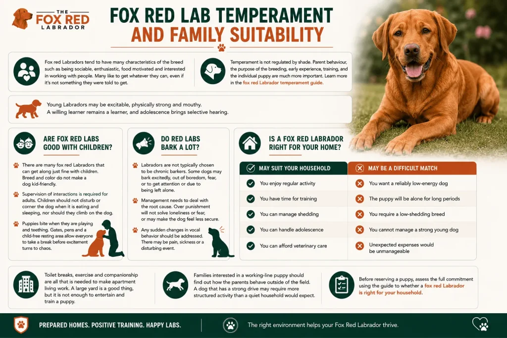 Fox Red Lab Temperament And Family Suitability