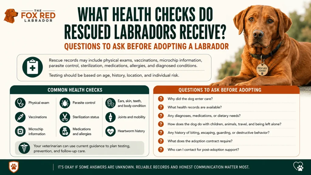What Health Checks Do Rescued Labradors Receive?