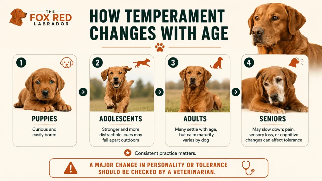 How Temperament Changes With Age