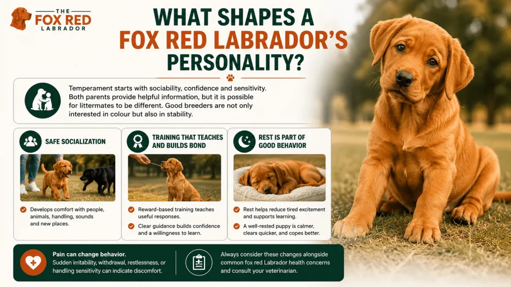 What Shapes A Fox Red Labrador’s Personality?